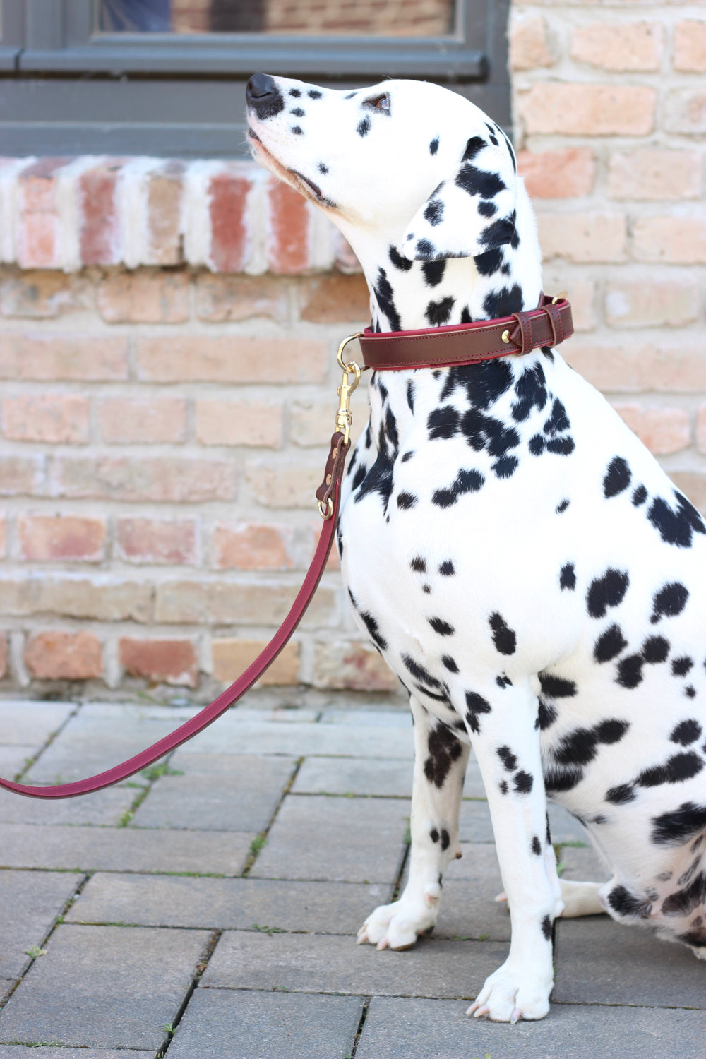 FinestPaw_Leine_Soft_Komfort_Fuehrleine_braun-bordeaux_all_all_all_set1