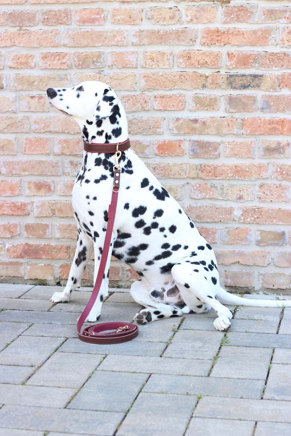 FinestPaw_Leine_Soft_Komfort_Fuehrleine_braun-bordeaux_all_all_all_set2