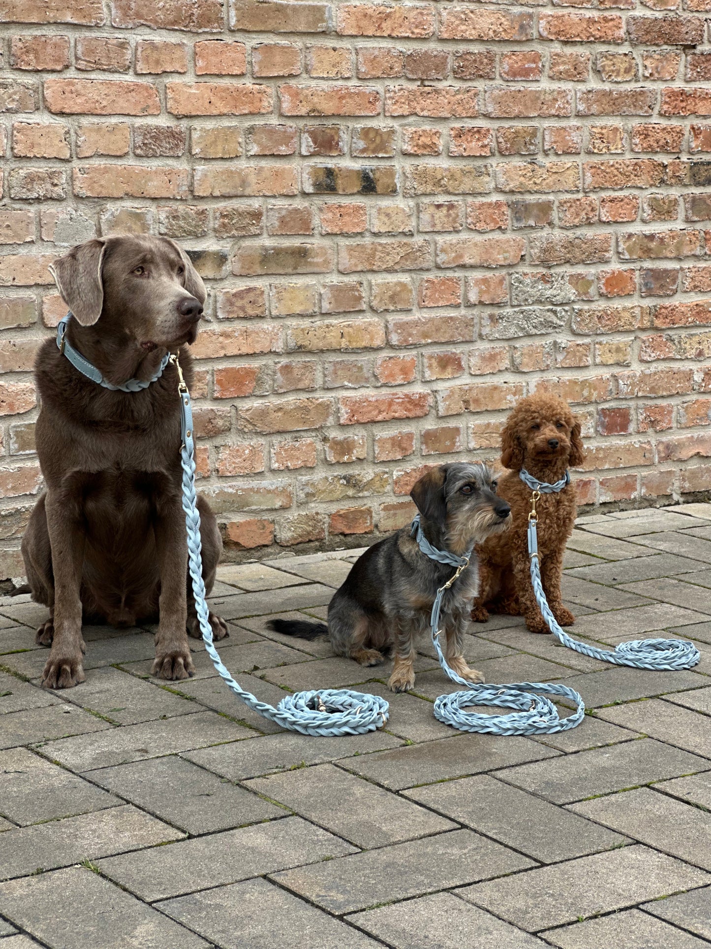 FinestPaw_Leine_Vollgeflochten_Fuehrleine_hellblau_all_all_all_set1