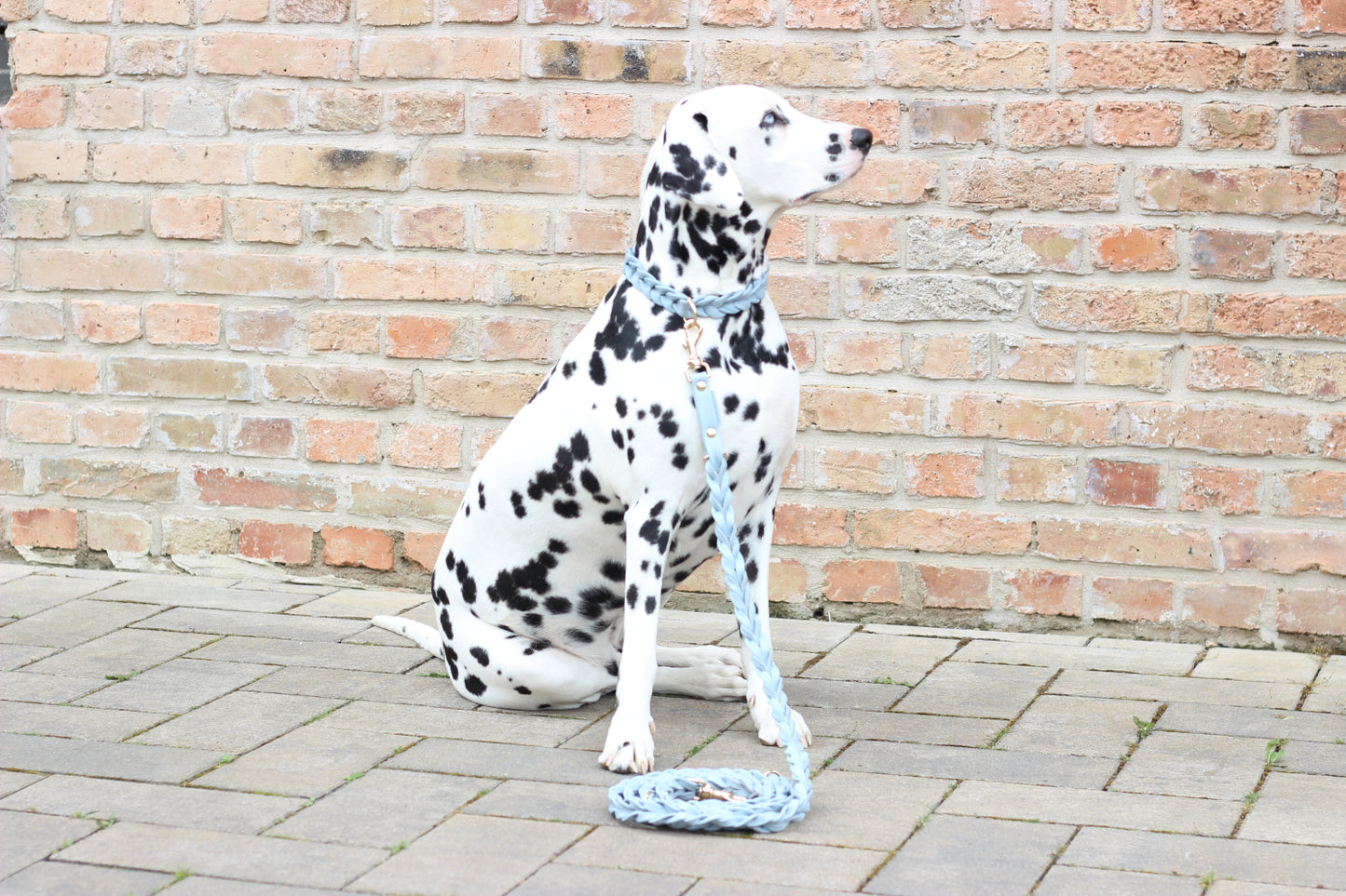 FinestPaw_Leine_Vollgeflochten_Fuehrleine_hellblau_all_all_all_set4