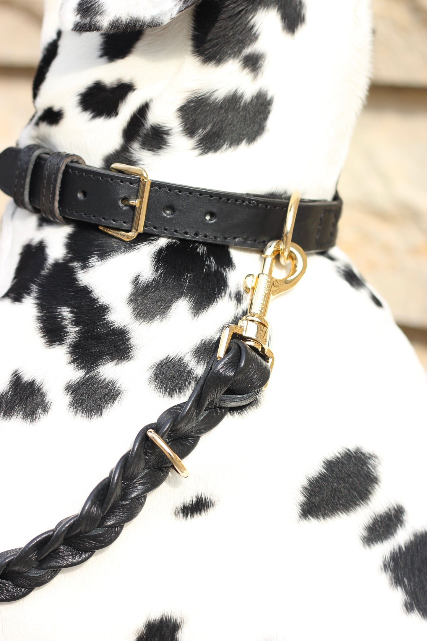 FinestPaw_Leine_Vollgeflochten_Fuehrleine_schwarz_all_all_all_cooper2
