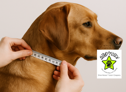 FinestPaw Blog Hundehalsband richtig messen