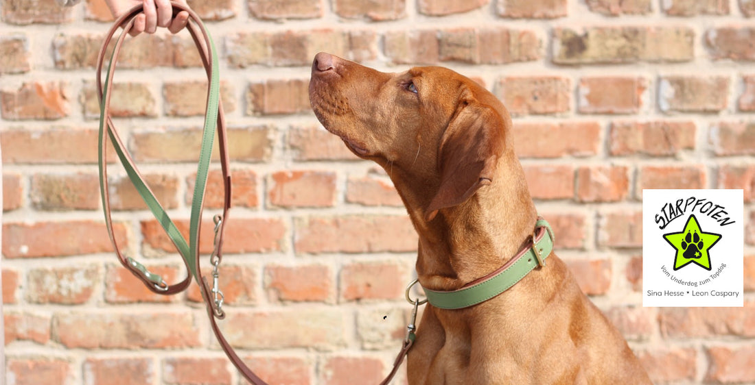 FinestPaw - Blog - Tipps und Tricks - Leinenführig Hunde lernen, training