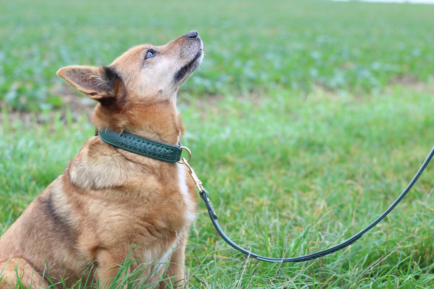 FinestPaw_Halsband_Flechtkunst_fichte_all_all_set1