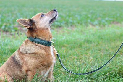 FinestPaw_Halsband_Flechtkunst_fichte_all_all_set1