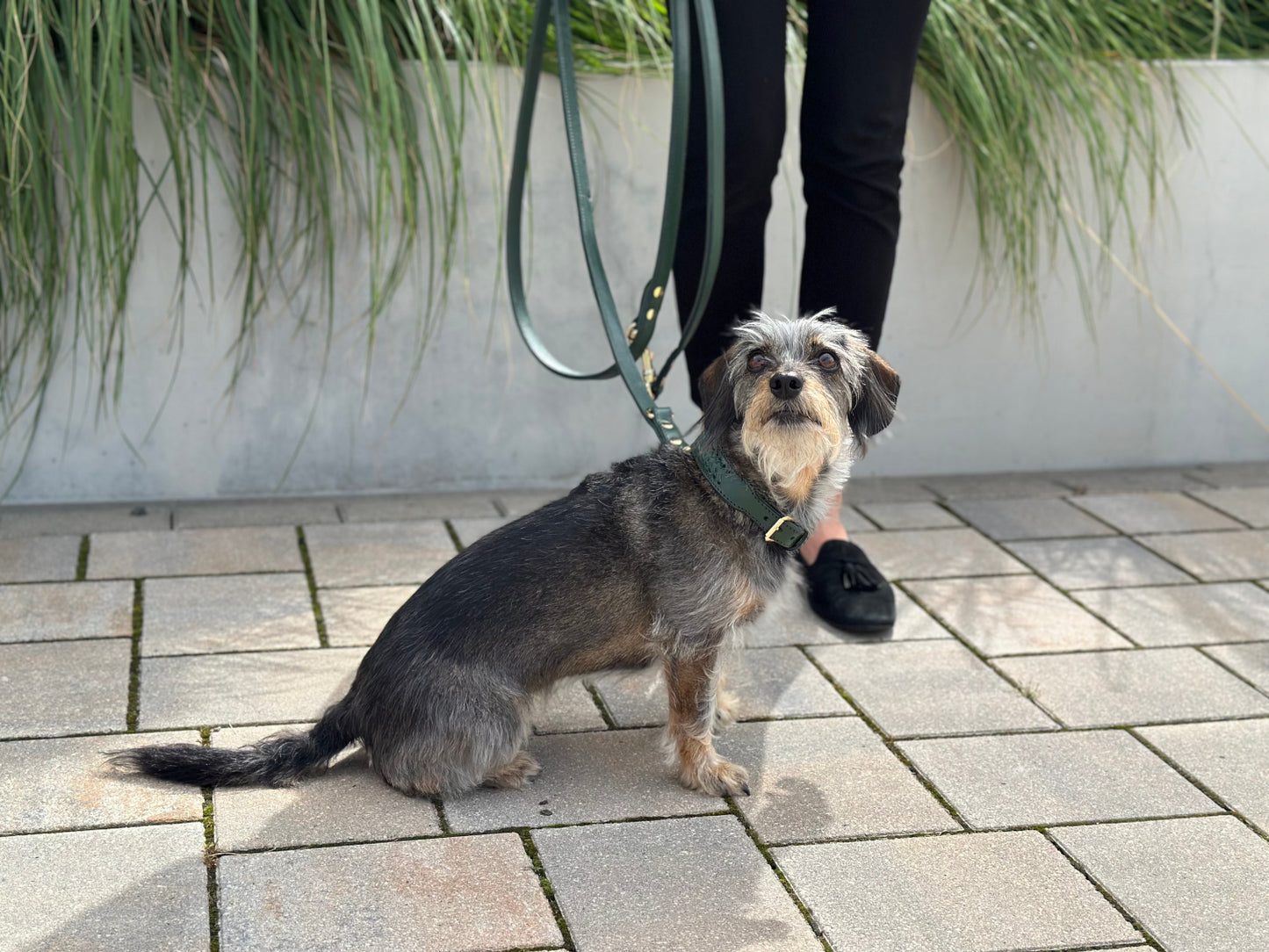 FinestPaw_Halsband_Flechtkunst_fichte_all_all_set2