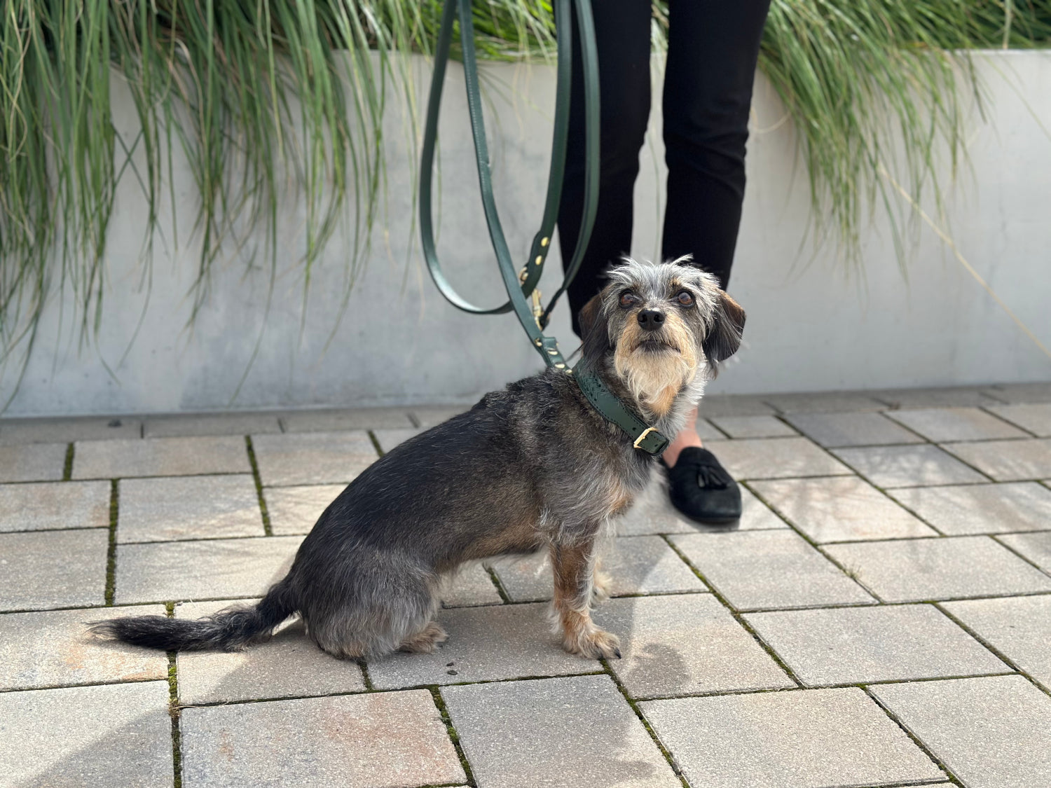 FinestPaw_Halsband_Flechtkunst_fichte_all_all_set2