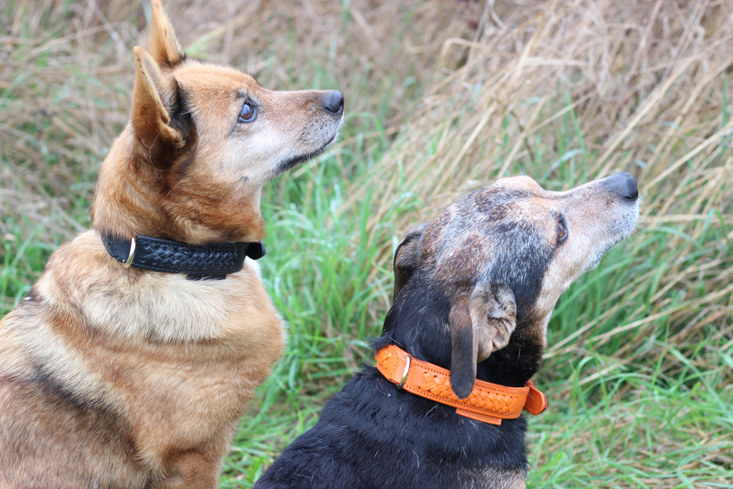 FinestPaw_Halsband_Flechtkunst_papaya_all_all_fichtepapaya