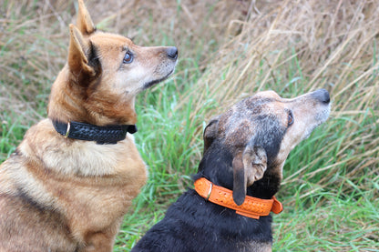 FinestPaw_Halsband_Flechtkunst_papaya_all_all_fichtepapaya