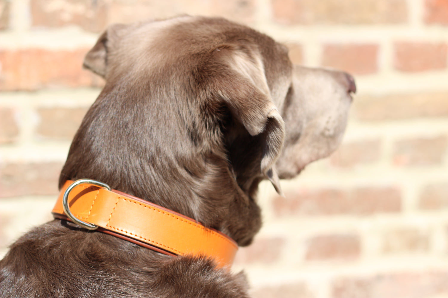 FinestPaw_Halsband_Klassik_Premium_orange_all_all_dring