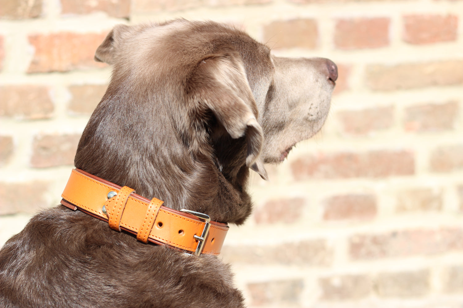 FinestPaw_Halsband_Klassik_Premium_orange_all_all_schnalle
