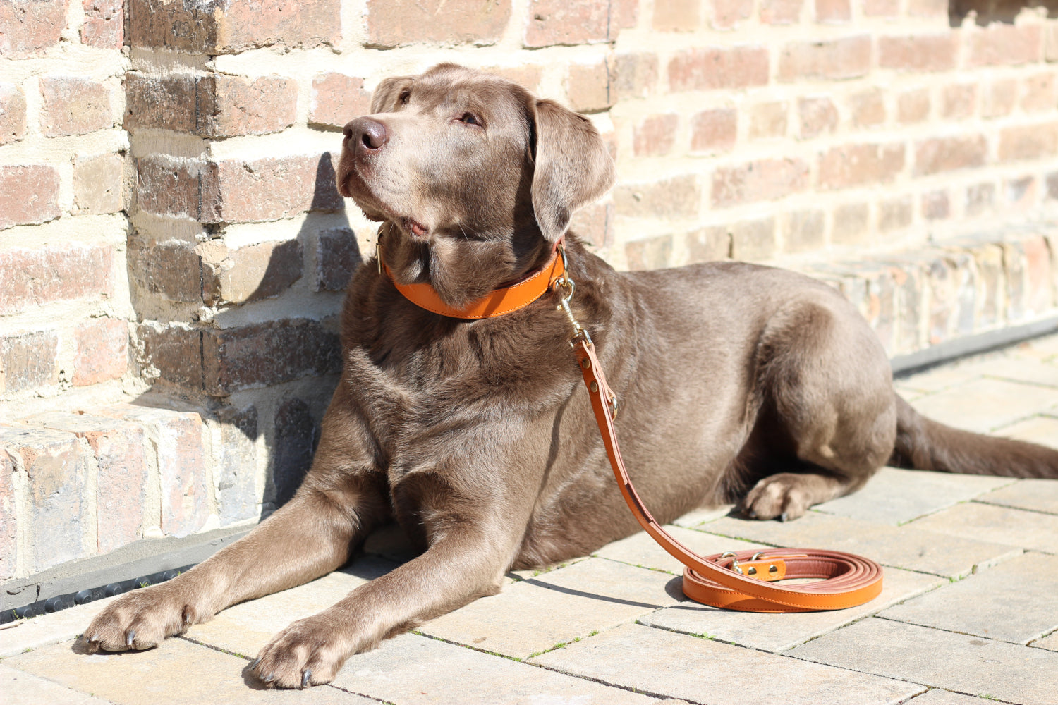 FinestPaw_Halsband_Klassik_Premium_orange_all_all_set