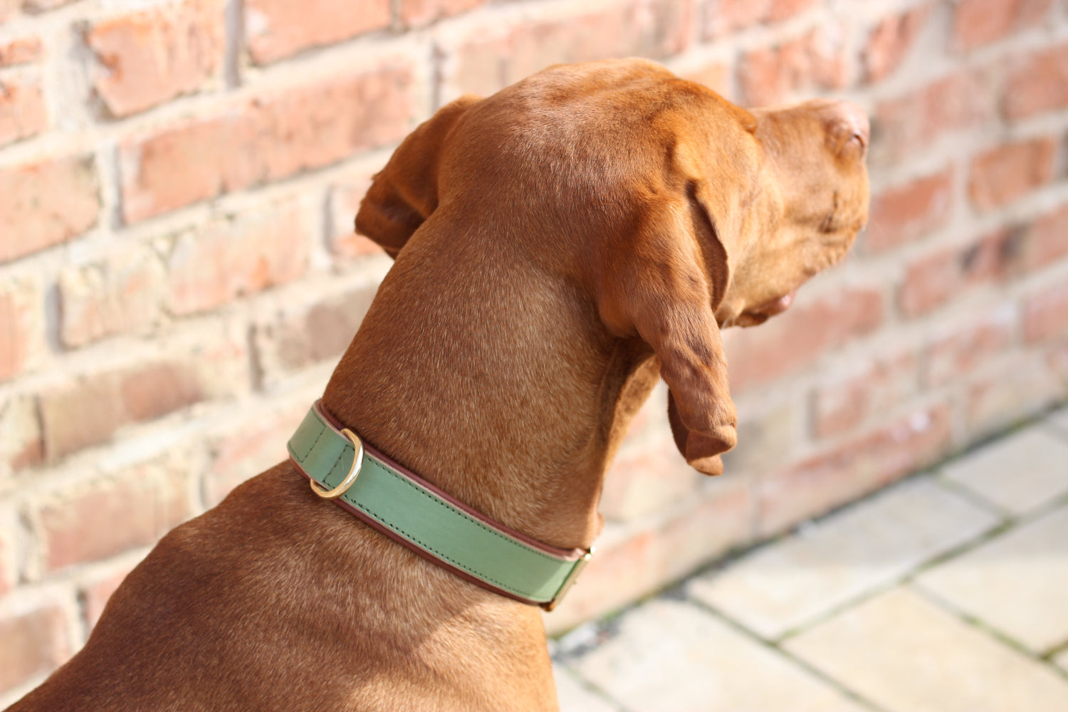 FinestPaw_Halsband_Klassik_Premium_salbei_all_all_dring