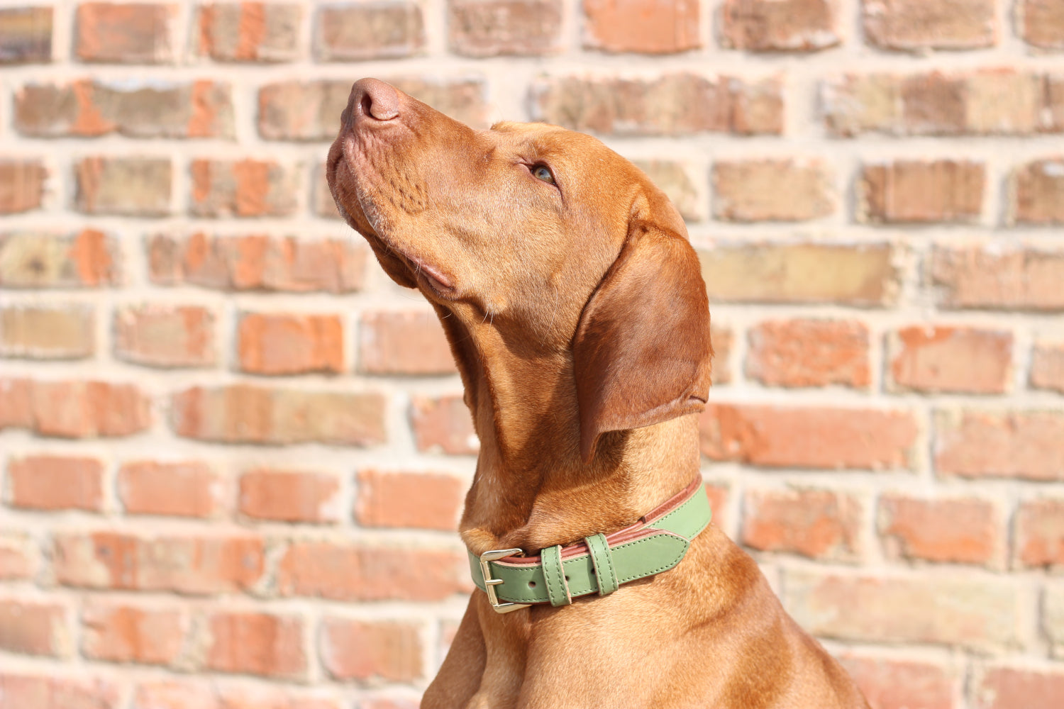 FinestPaw_Halsband_Klassik_Premium_salbei_all_all_schnalle