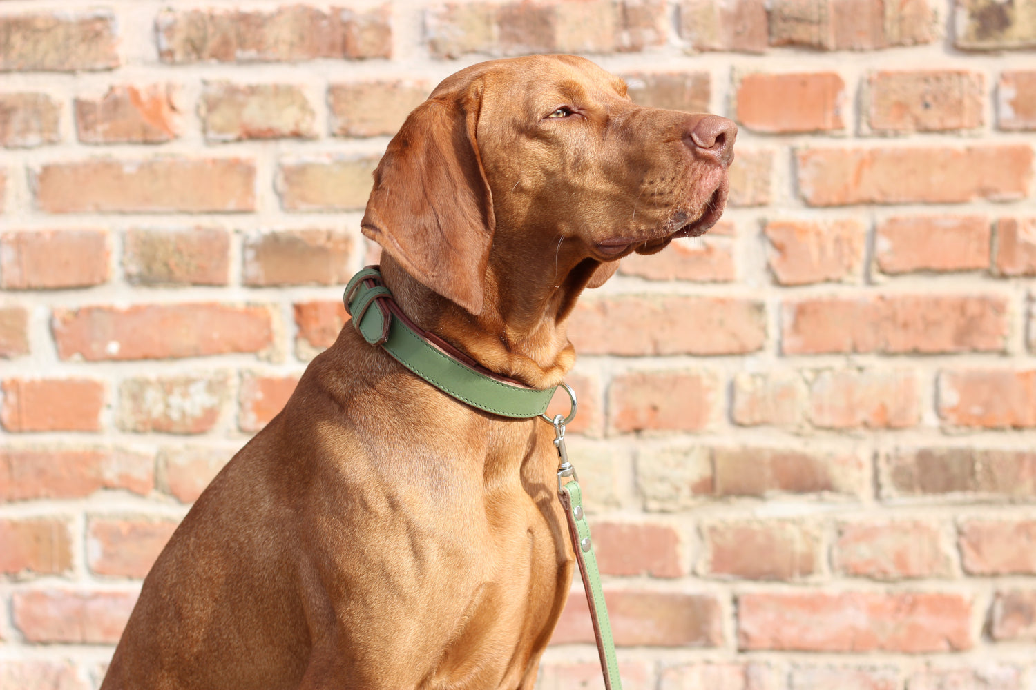 FinestPaw_Halsband_Klassik_Premium_salbei_all_all_set