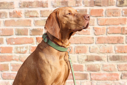 FinestPaw_Halsband_Klassik_Premium_salbei_all_all_set
