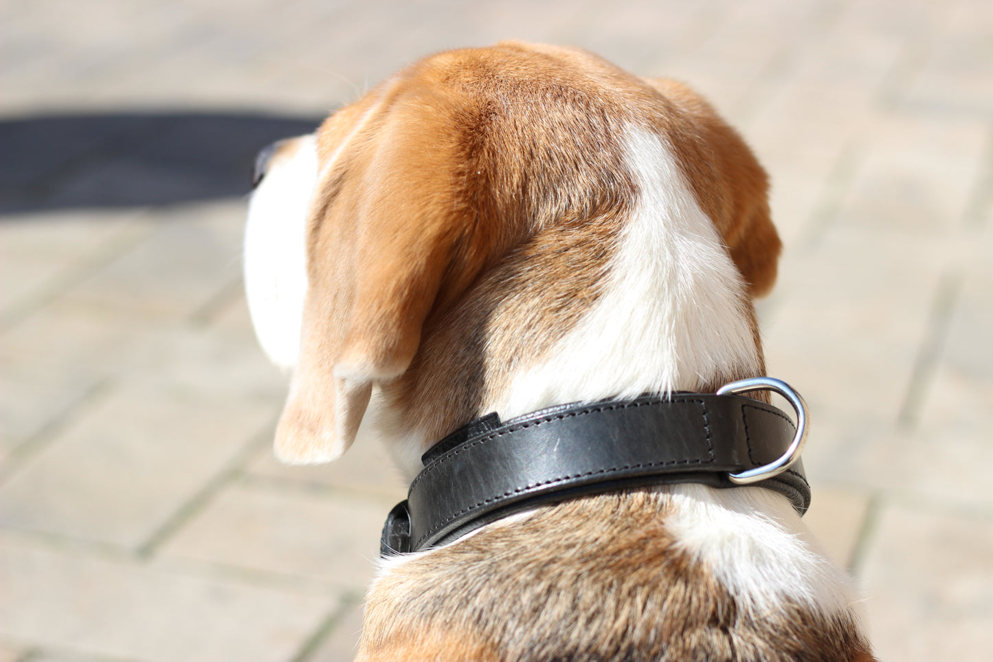 FinestPaw_Halsband_Klassik_Premium_schwarz_all_all_dring