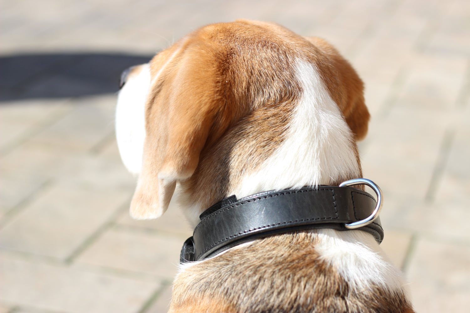 FinestPaw_Halsband_Klassik_Premium_schwarz_all_all_dring