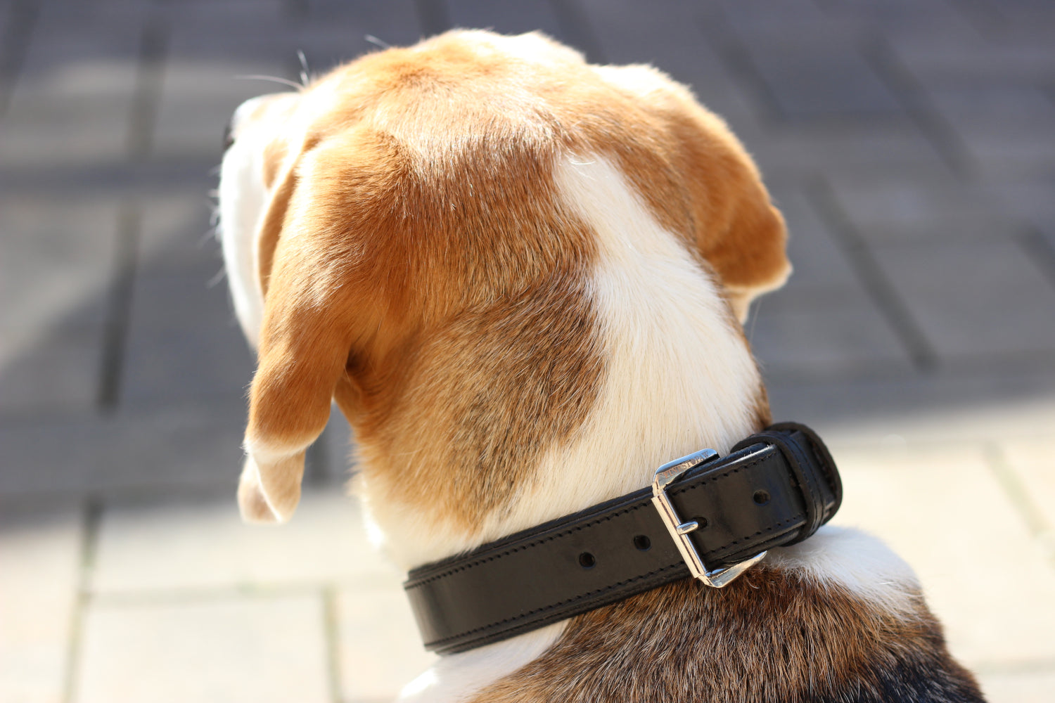 FinestPaw_Halsband_Klassik_Premium_schwarz_all_all_schnalle