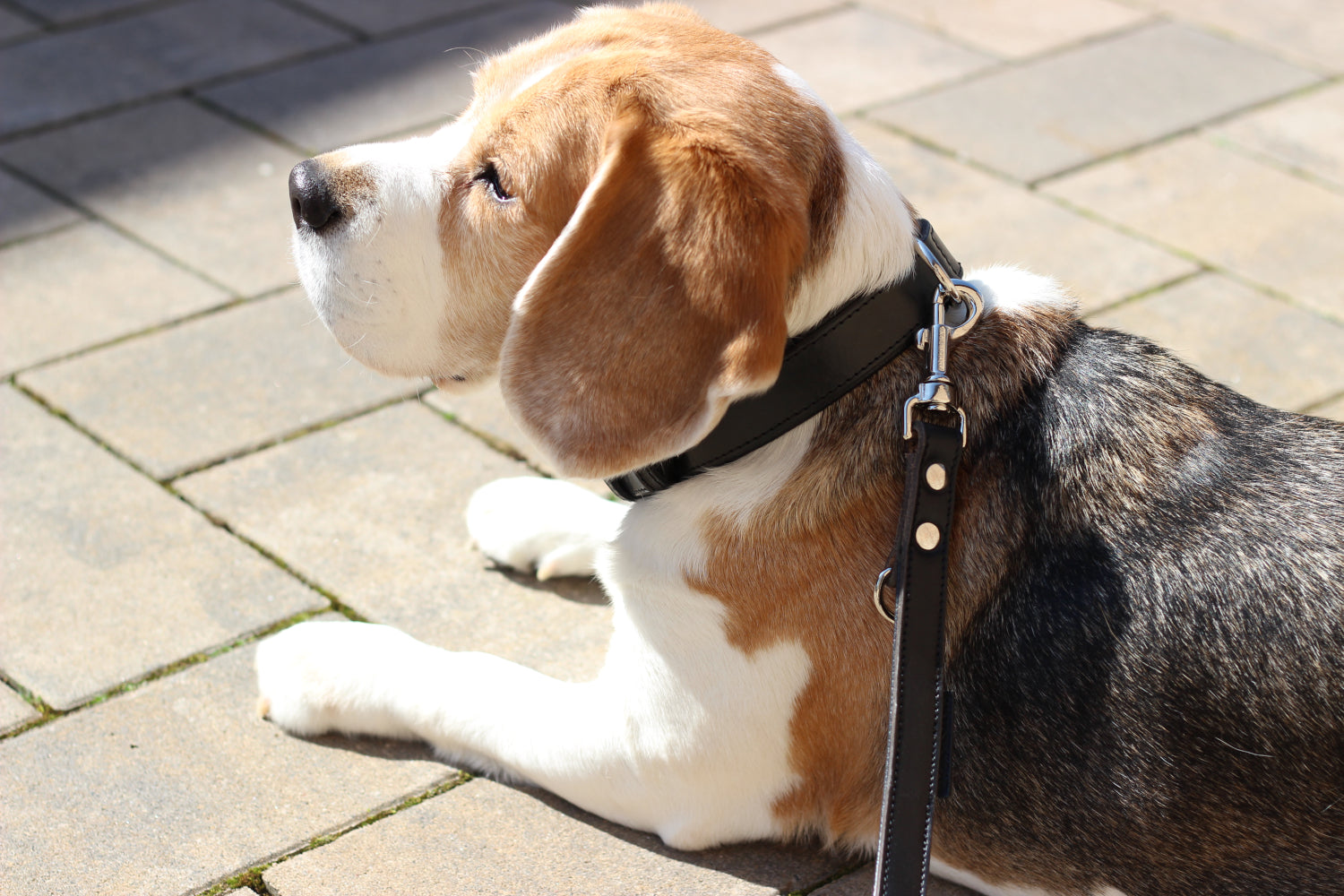 FinestPaw_Halsband_Klassik_Premium_schwarz_all_all_set