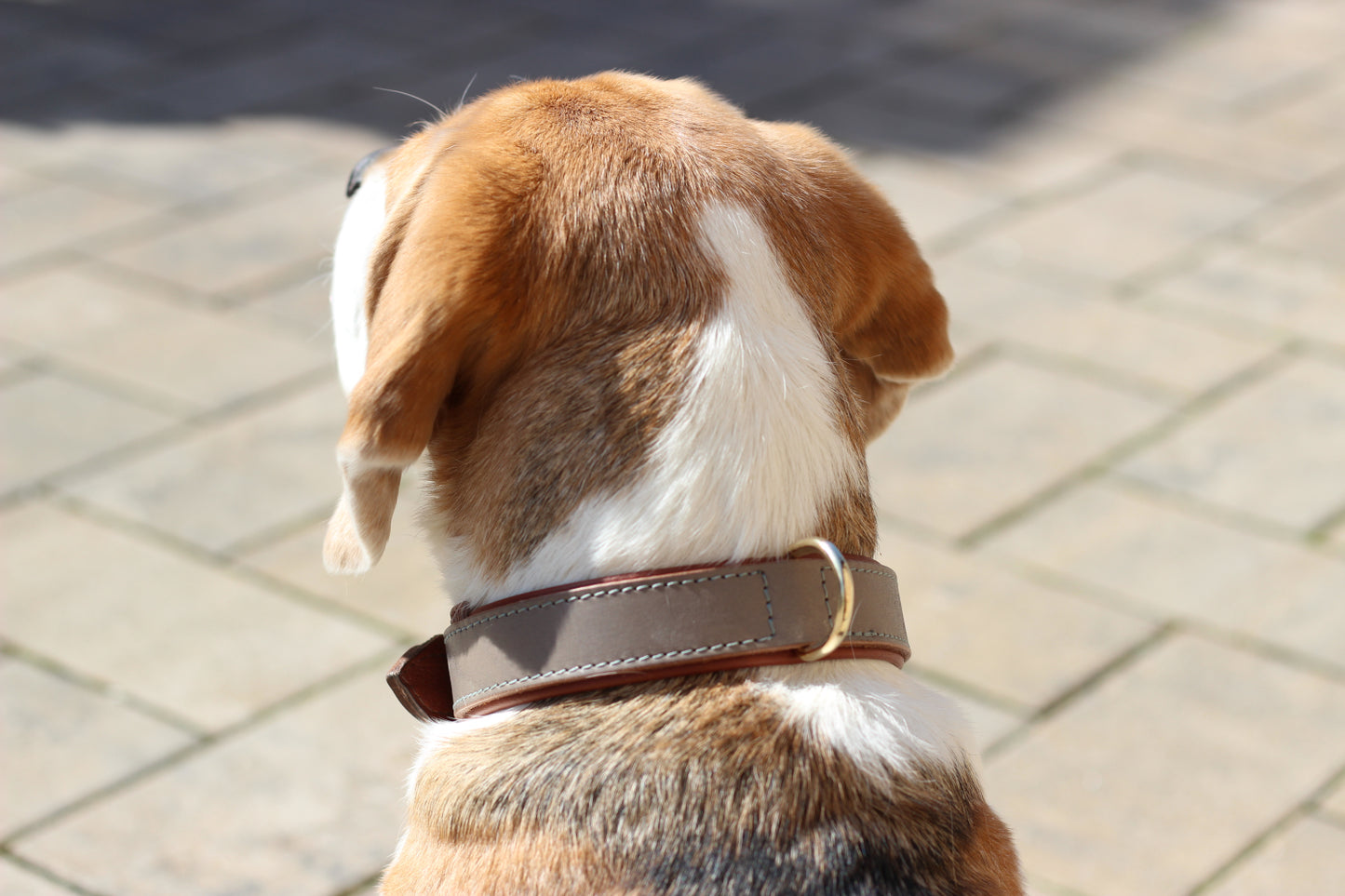 FinestPaw_Halsband_Klassik_Premium_taupe_all_all_dring