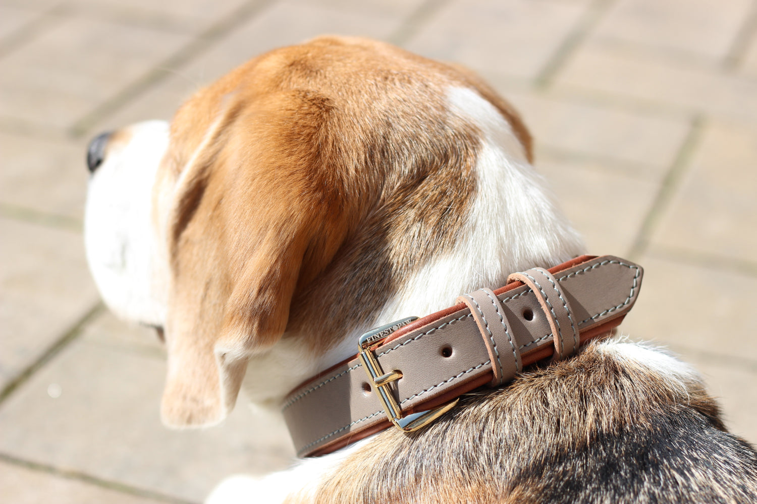 FinestPaw_Halsband_Klassik_Premium_taupe_all_all_schnalle
