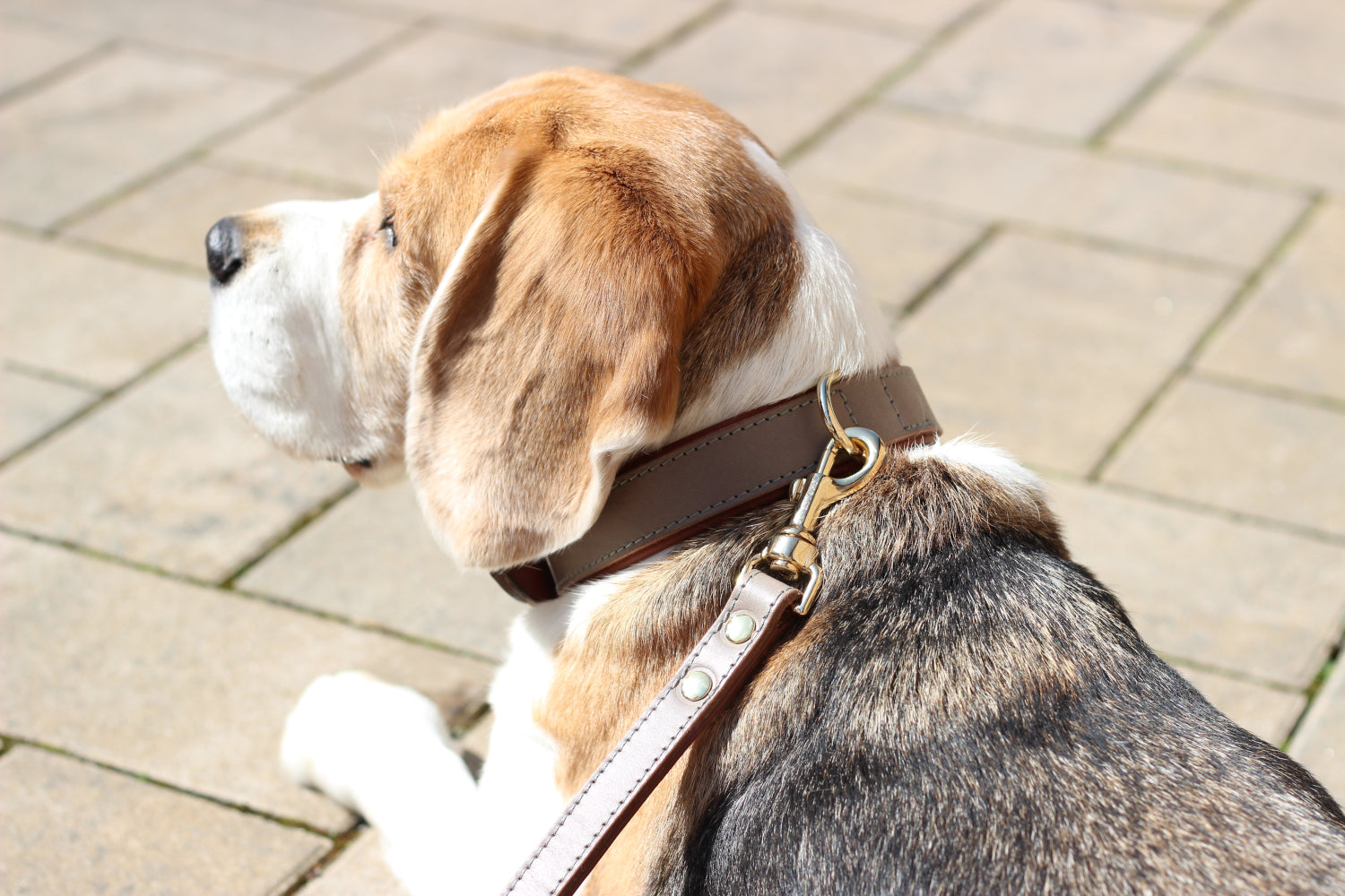 FinestPaw_Halsband_Klassik_Premium_taupe_all_all_set