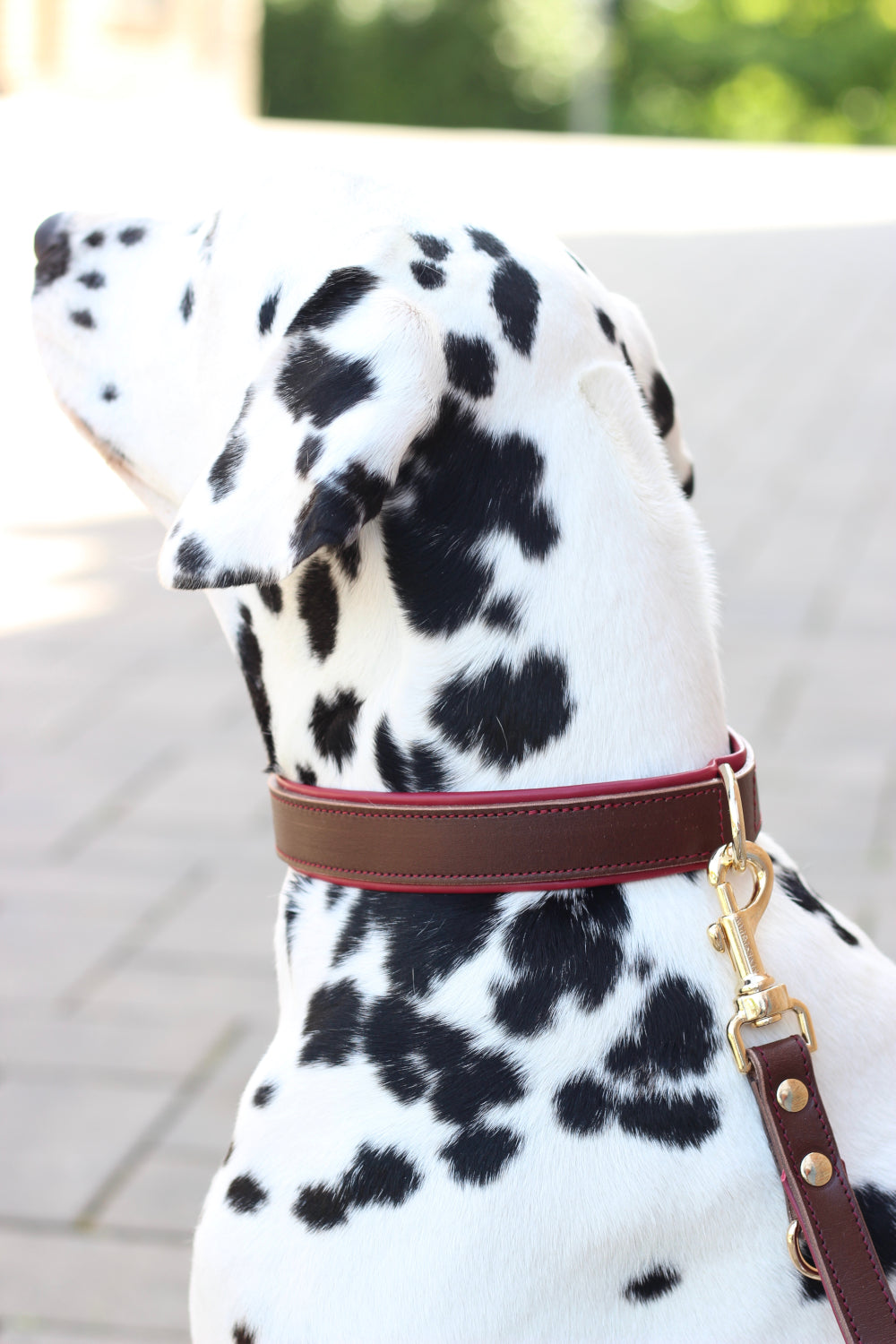 FinestPaw_Halsband_Soft_Komfort_braun-bordeaux_all_all_set2