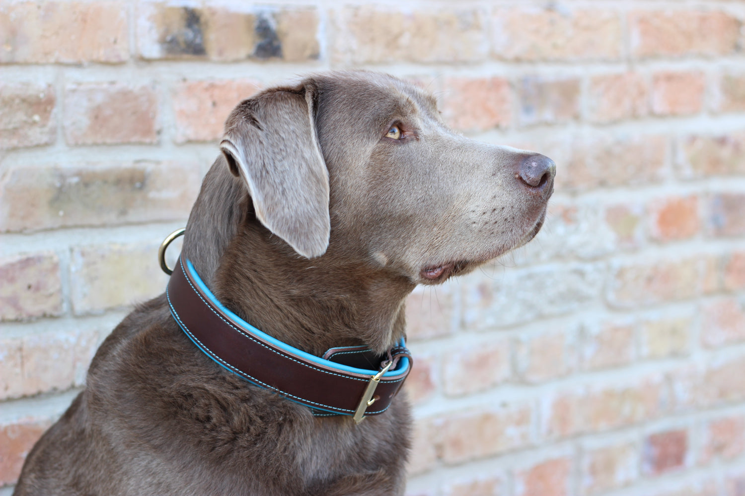 FinestPaw_Halsband_Soft_Komfort_braun-tuerkis_all_all_set1