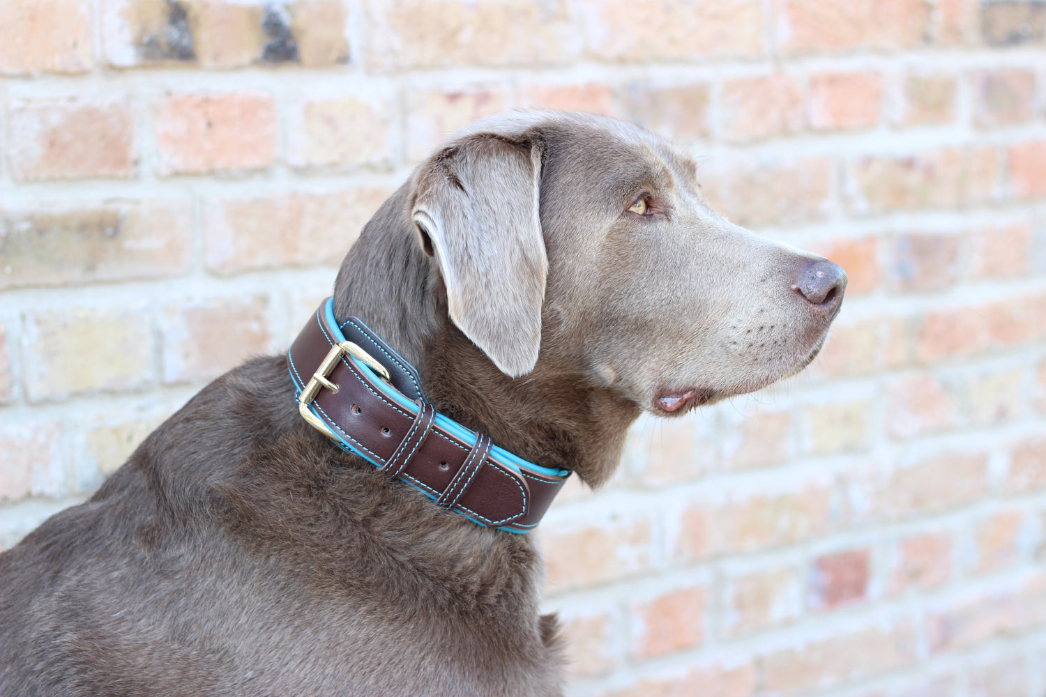 FinestPaw_Halsband_Soft_Komfort_braun-tuerkis_all_all_set2