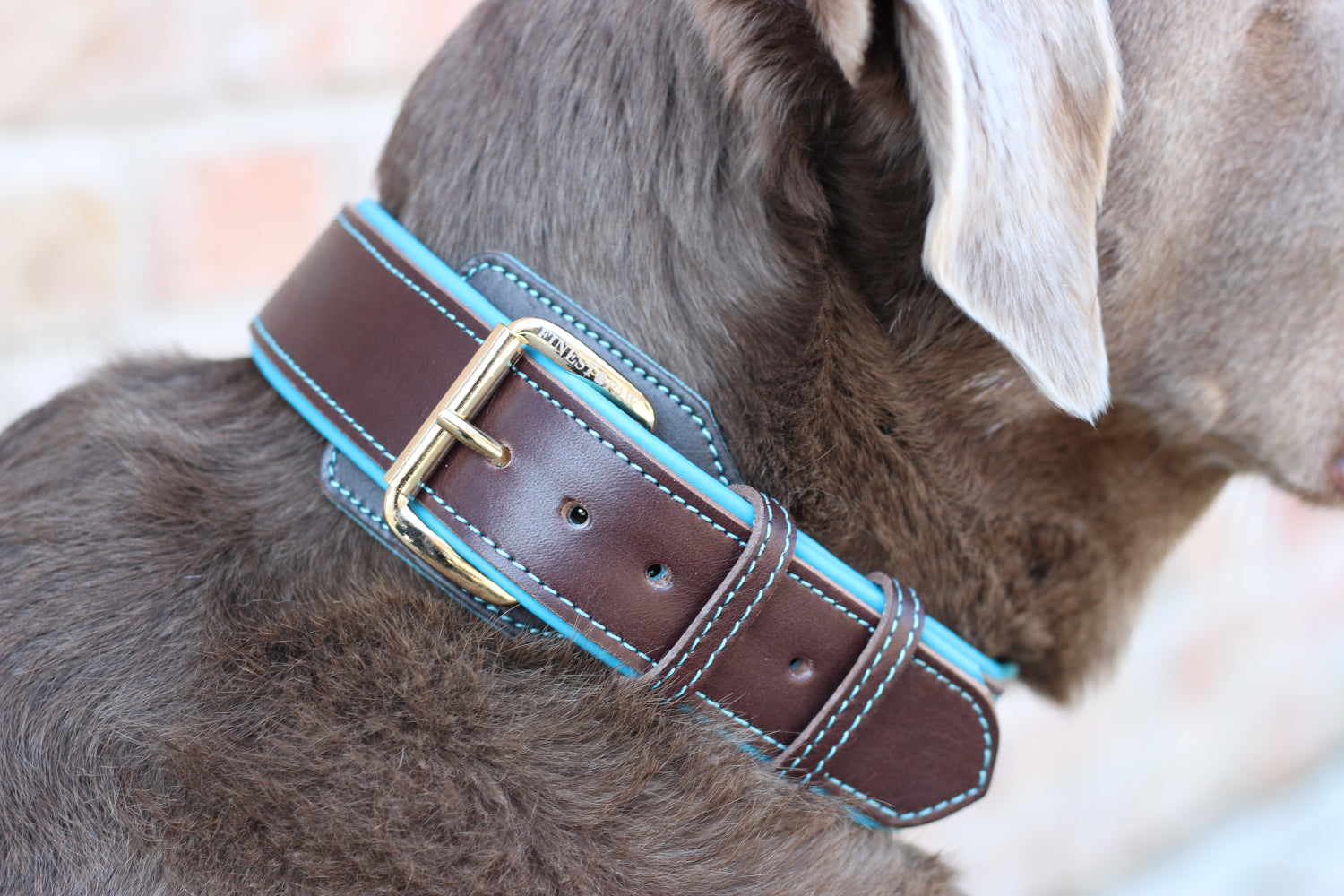 FinestPaw_Halsband_Soft_Komfort_braun-tuerkis_all_all_set3