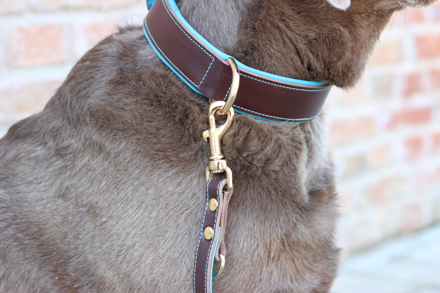 FinestPaw_Halsband_Soft_Komfort_braun-tuerkis_all_all_set4