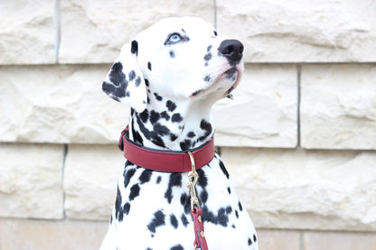 FinestPaw_Halsband_Soft_Komfort_rot-schwarz_all_all_set2
