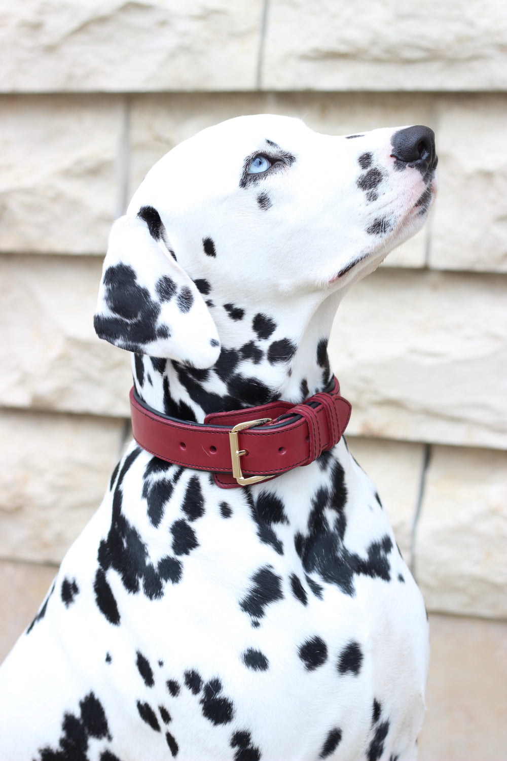 FinestPaw_Halsband_Soft_Komfort_rot-schwarz_all_all_set3