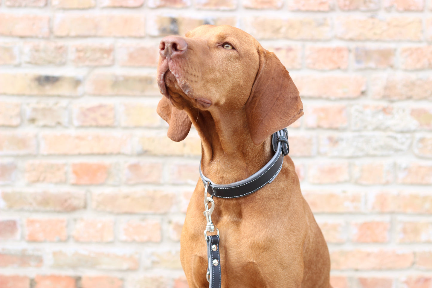 FinestPaw_Halsband_Soft_Komfort_schwarz-grau_all_all_set1