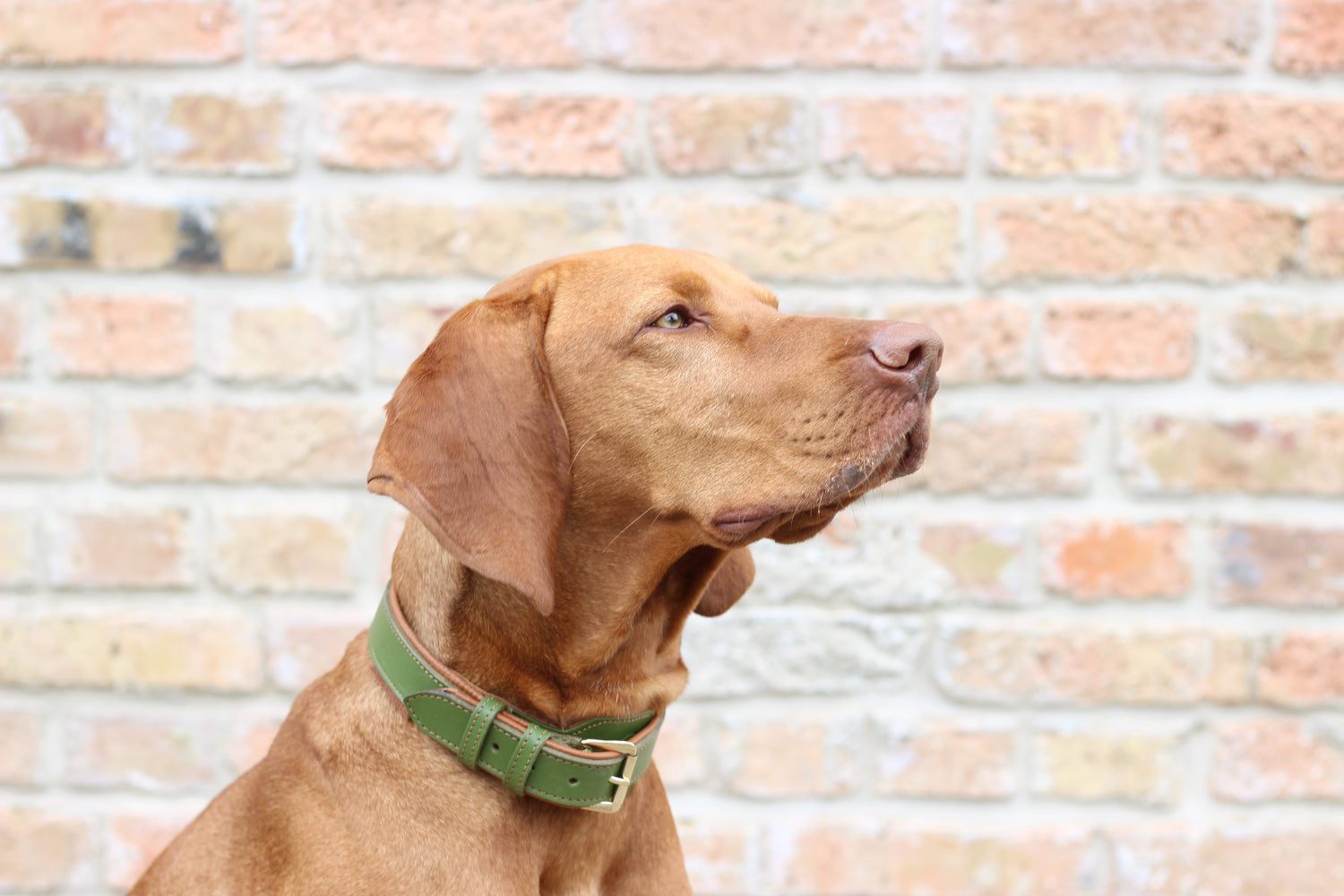 FinestPaw_Halsband_Soft_Komfort_waldgruen-cognac_all_all_set1
