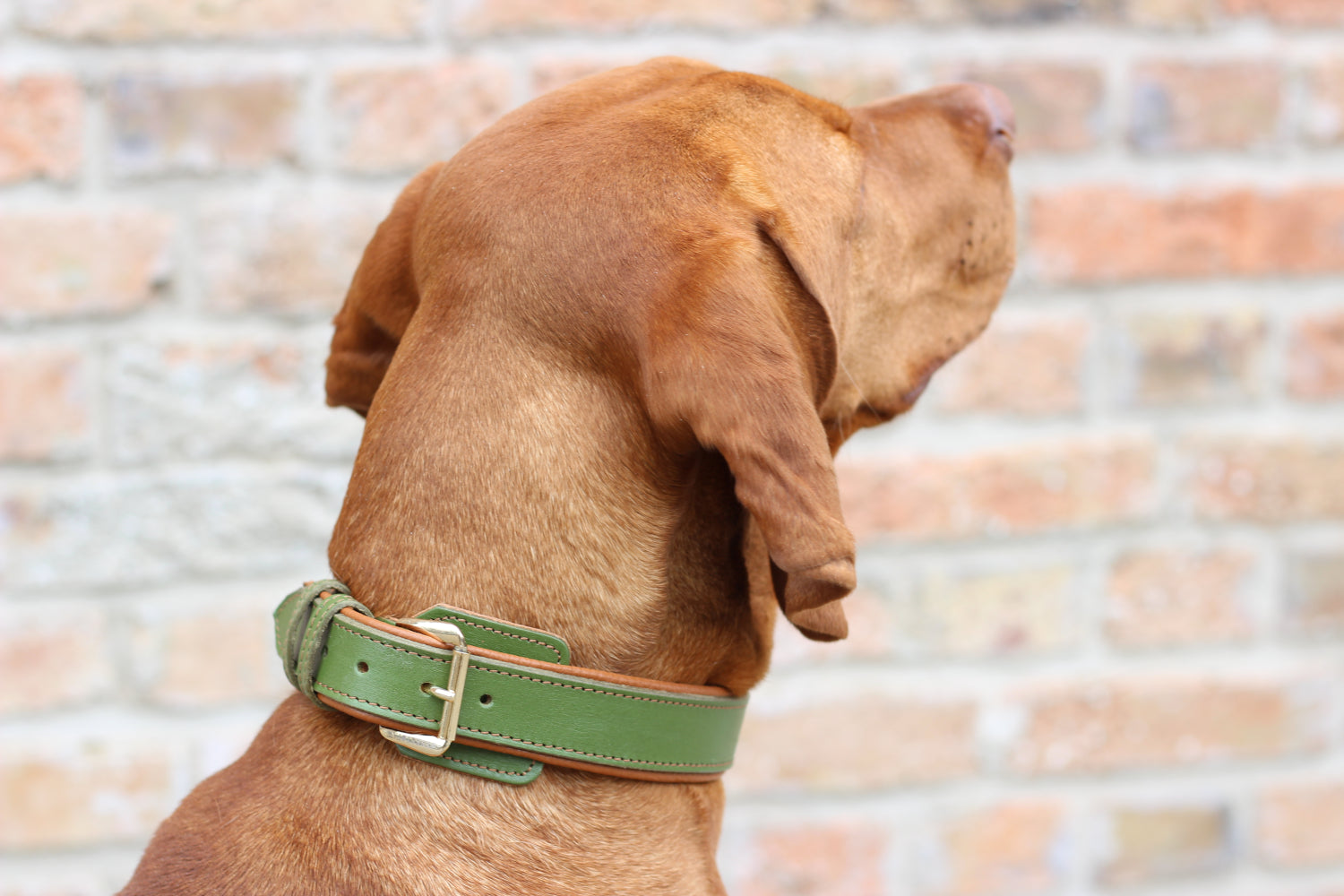 FinestPaw_Halsband_Soft_Komfort_waldgruen-cognac_all_all_set2