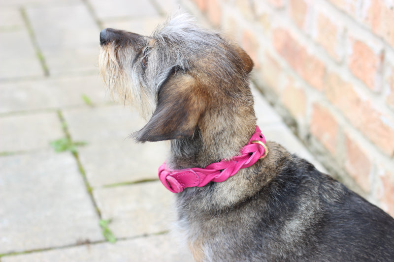 FinestPaw_Halsband_Vollgeflochten_Pink_Collection3