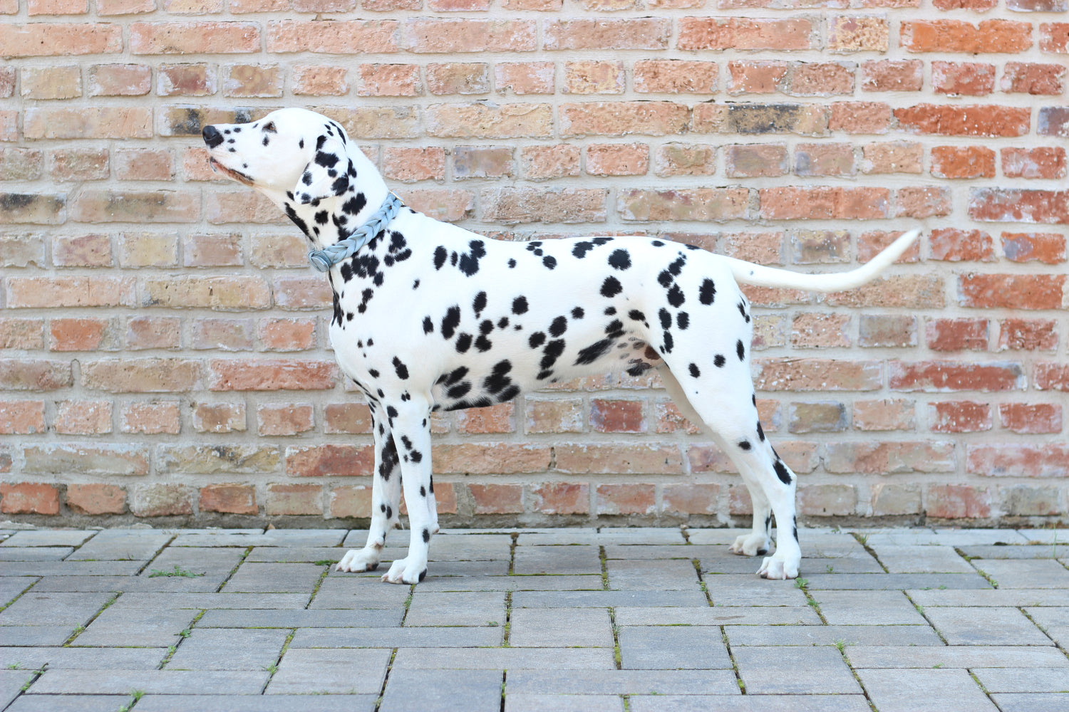 FinestPaw_Halsband_Vollgeflochten_hellblau_all_all_back
