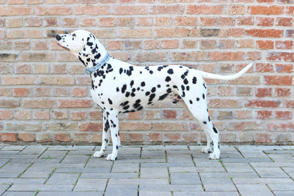 FinestPaw_Halsband_Vollgeflochten_hellblau_all_all_back