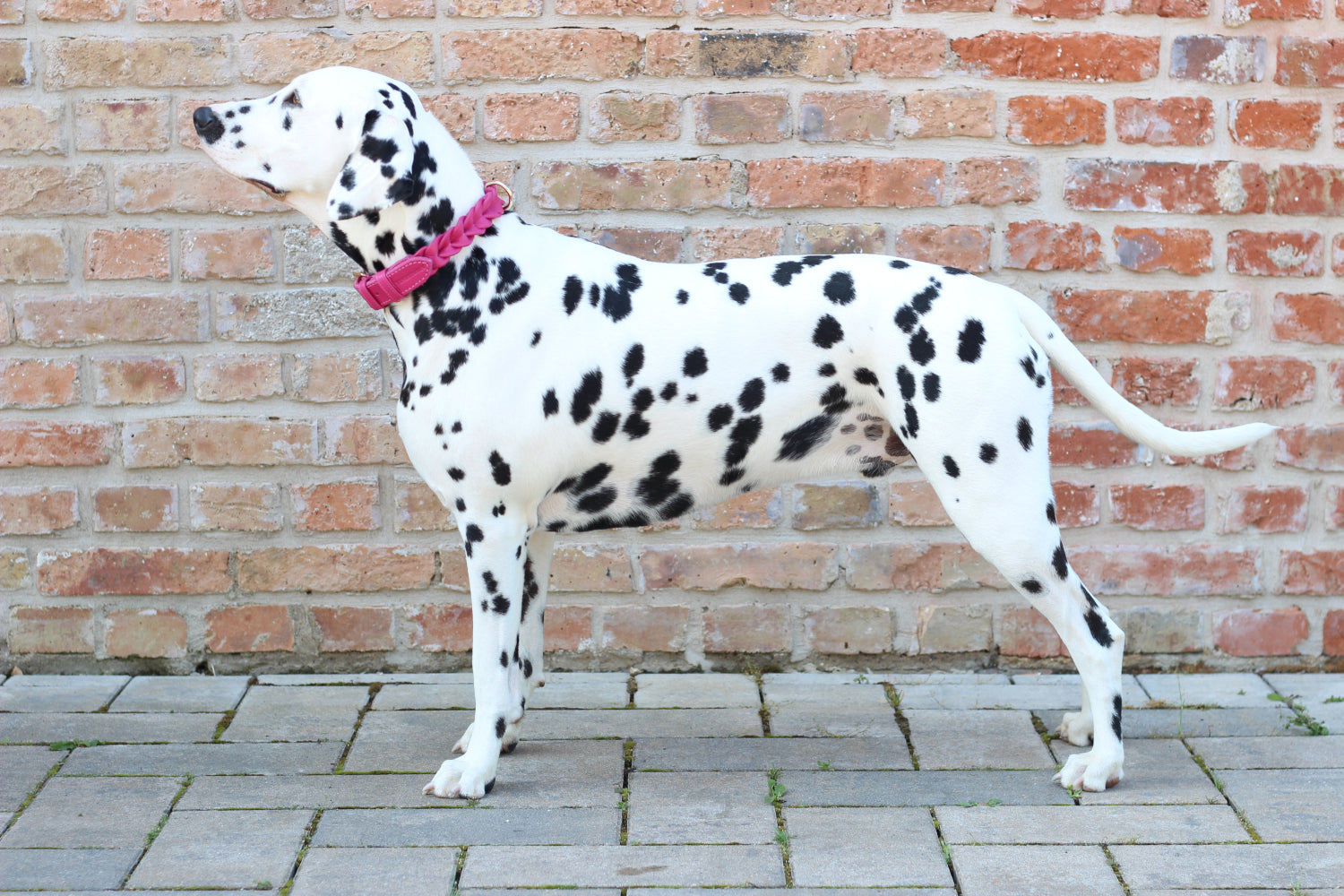 FinestPaw_Halsband_Vollgeflochten_pink_all_all_dalmatiner