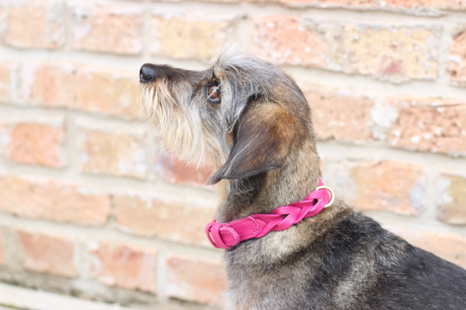 FinestPaw_Halsband_Vollgeflochten_pink_all_all_side