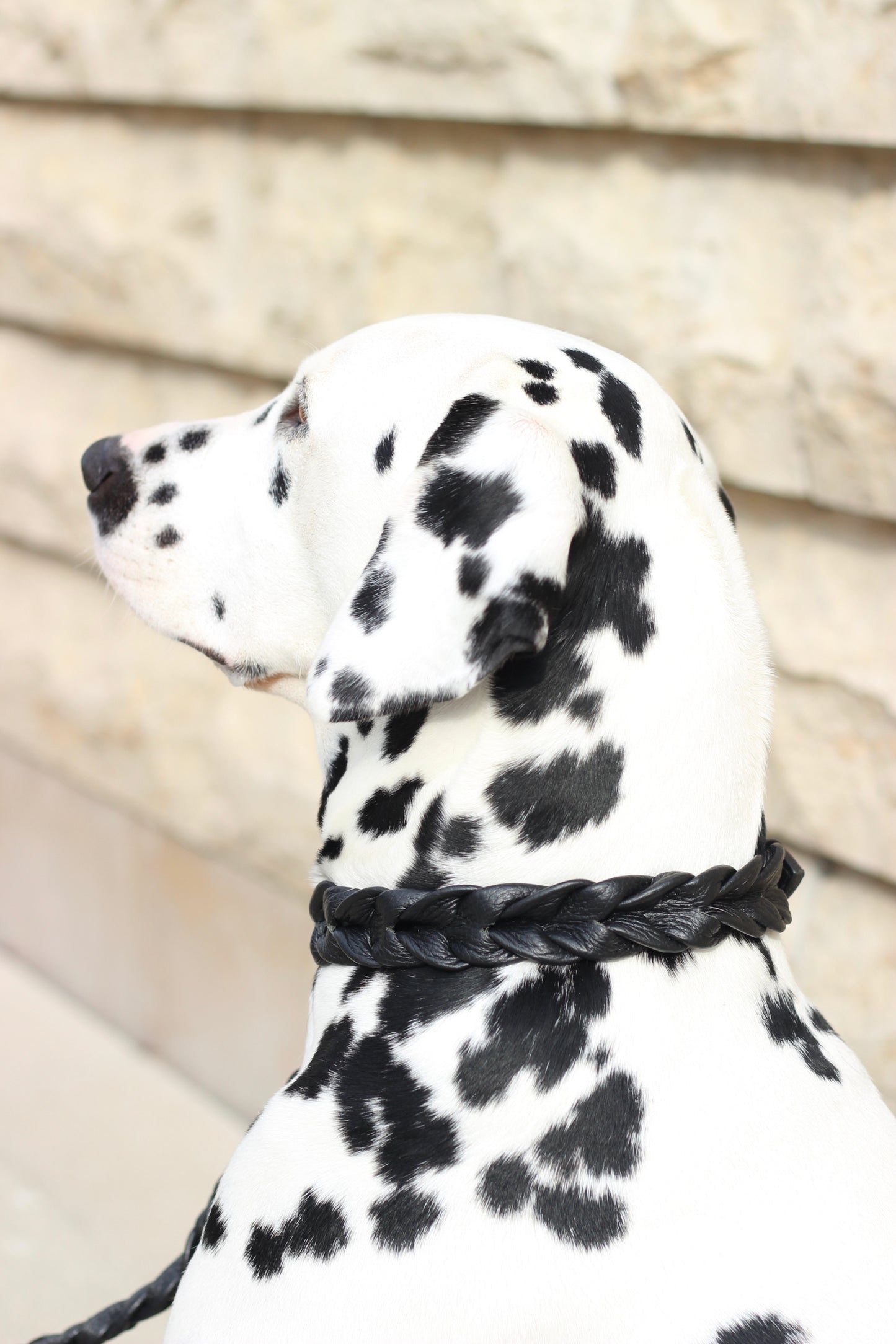 FinestPaw_Halsband_Vollgeflochten_schwarz_all_all_cooper2