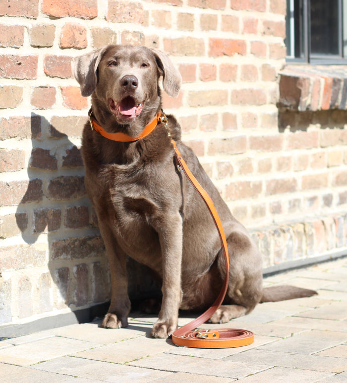 FinestPaw_Klassik_Premium_Orange_Collection_Hundehalsband Hundeleine