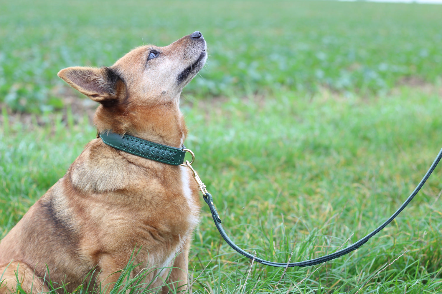 FinestPaw_Leine_Flechtkunst_Fuehrleine_fichte_all_all_all_set1