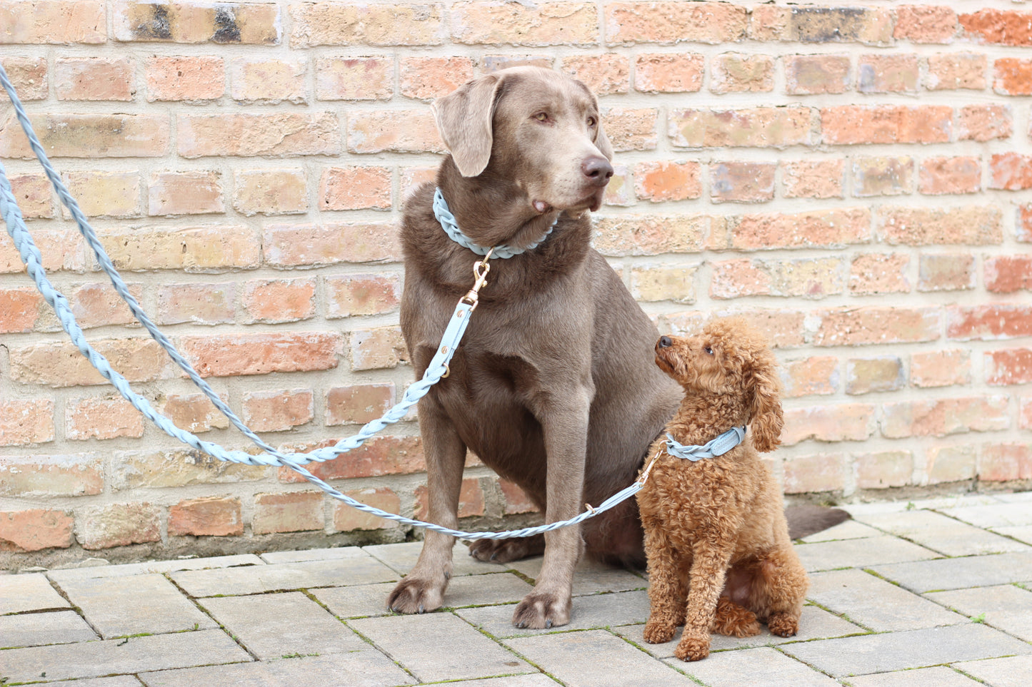 FinestPaw_Leine_Vollgeflochten_Fuehrleine_hellblau_all_all_all_set2