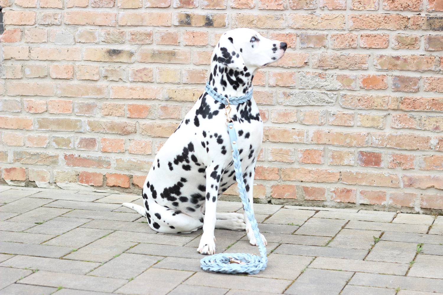 FinestPaw_Leine_Vollgeflochten_Fuehrleine_hellblau_all_all_all_set4