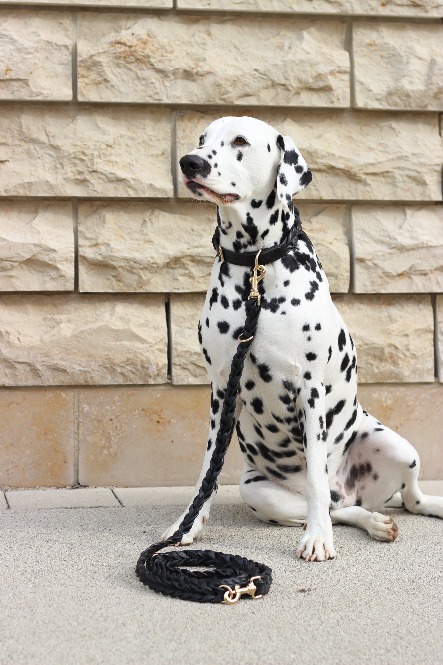 FinestPaw_Leine_Vollgeflochten_Fuehrleine_schwarz_all_all_all_cooper1