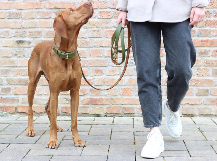 FinestPaw_Soft_Komfort_Waldgruen_Collection3 Hundehalsband Hundeleine