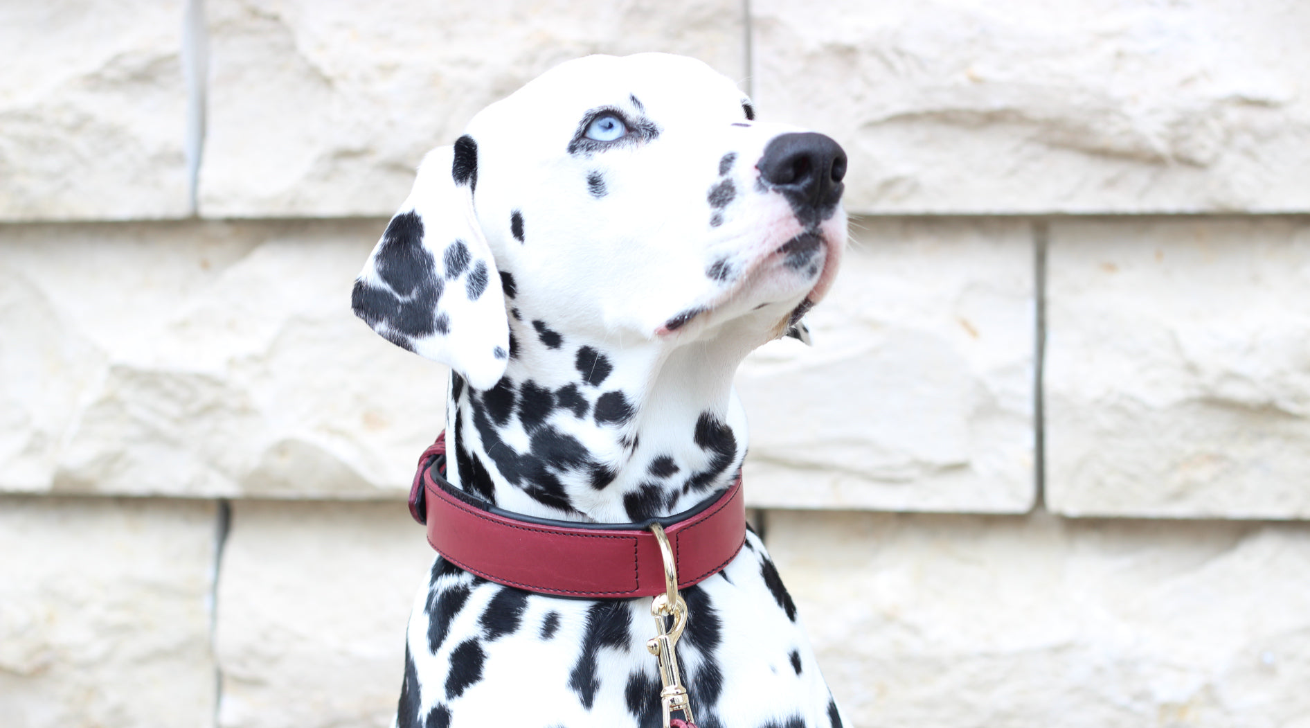 finestpaw_collection_soft_halsband